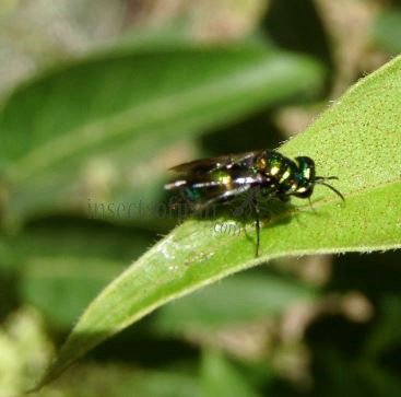 Ormyrus  sp -6
