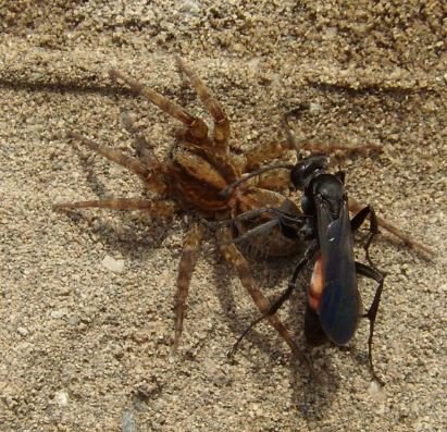 Anoplius infuscatus -4