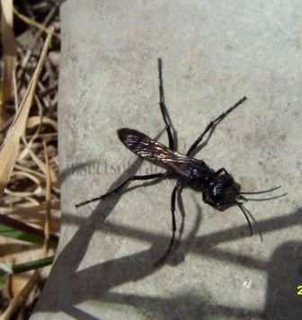 Anoplius sp-1