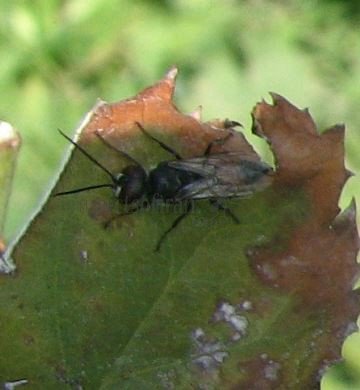 Anoplius sp-2