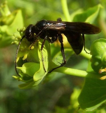 Aporus unicolor -4
