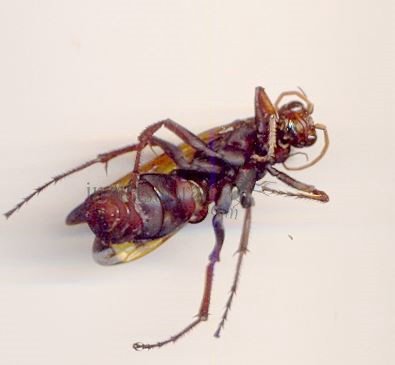 Pompile sp-1