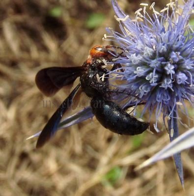 Pompilidae -1