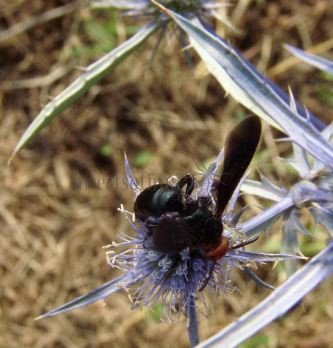 Pompilidae -2