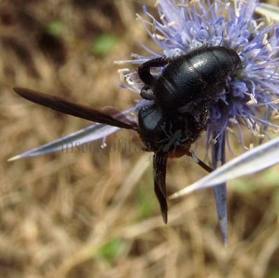 Pompilidae -4