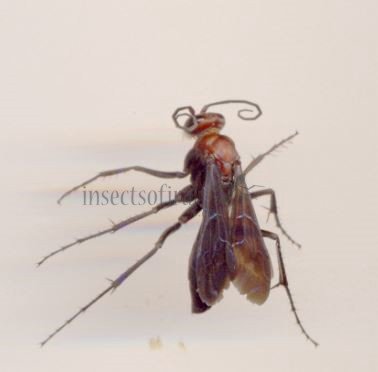 Pompilidae -6