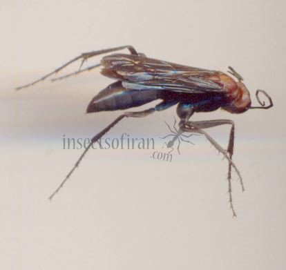 Pompilidae -6