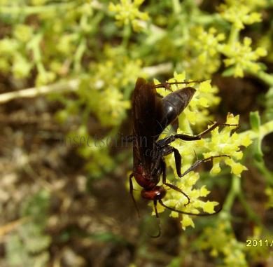 Agenioideus ruficeps -5