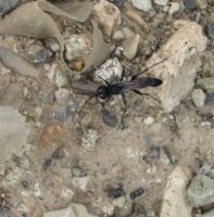 Auplopus carbonarius-2
