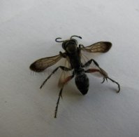 Batozonellus lacerticidae