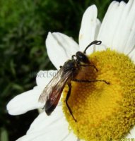 Caliadurgus fasciatellus-2