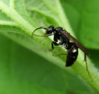 Episyron rufipes-1