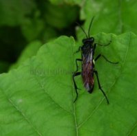 Episyron rufipes-2