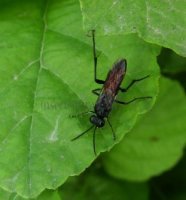 Episyron rufipes-3