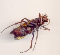 Pompile sp-1