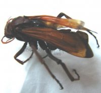 Pompile sp-2