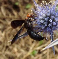 Pompilidae -1