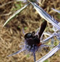 Pompilidae -2