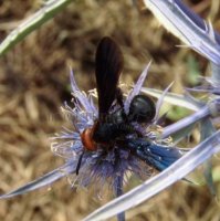 Pompilidae -3