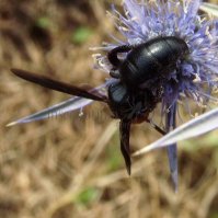 Pompilidae -4