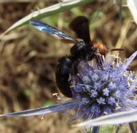 Pompilidae -4