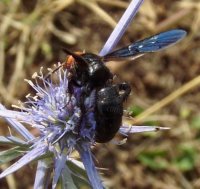 Pompilidae -5
