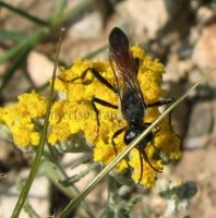 Pompilus fuscus