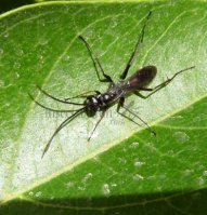 Pompilus fuscus