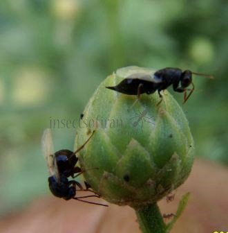 Pteromalidae-3