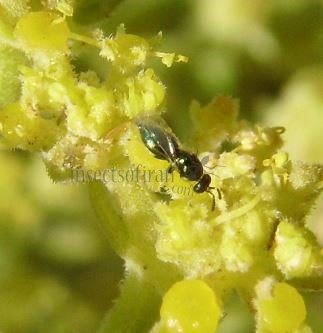 Pteromalus chrysos