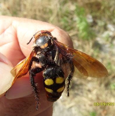 Megascolia maculata -5