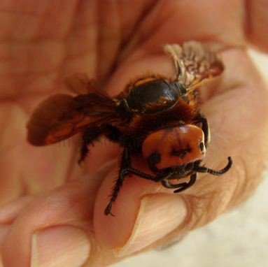 Megascolia maculata -2