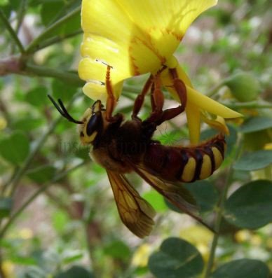 Scolia flaviceps -1