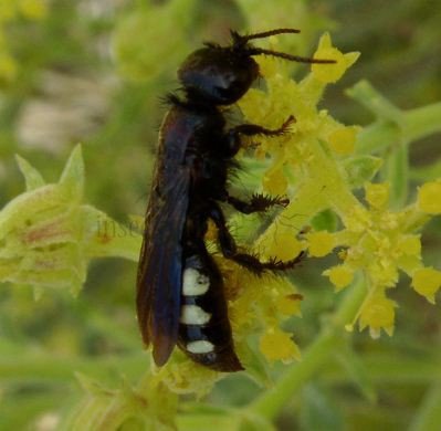 Colpa sexmaculata -5