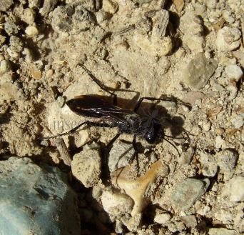Isodontia sp -2