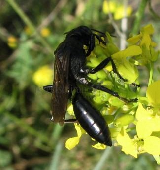 Palmodes sp-3