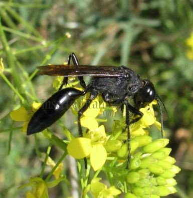 Palmodes sp-4