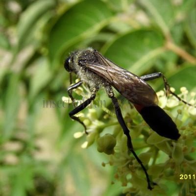 Podalonia hirsuta-4