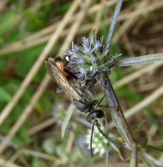 Podalonia sp-1