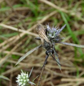 Podalonia sp-2