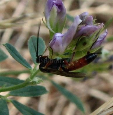 Podalonia sp-3