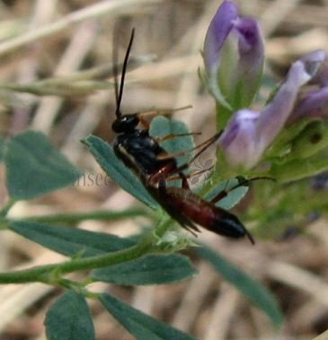 Podalonia sp-5