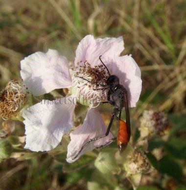 Podalonia tydei -1