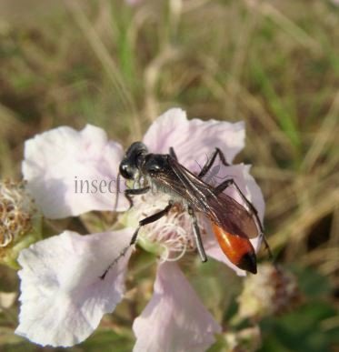 Podalonia tydei -2