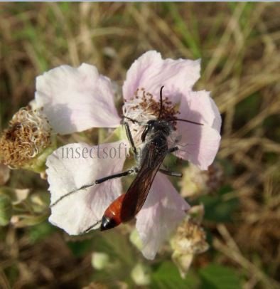 Podalonia tydei -3