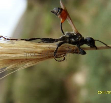 Prionyx lividocinctus -1