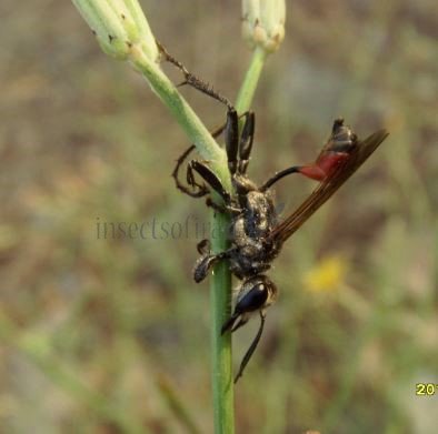 Prionyx lividocinctus -2