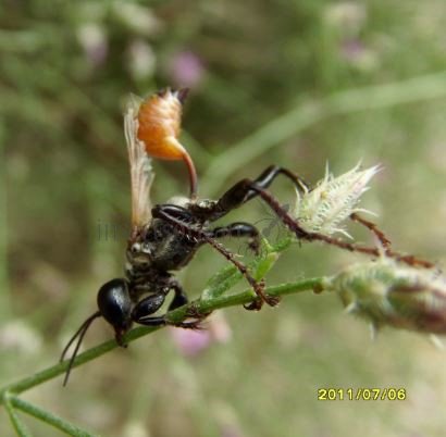 Prionyx thomae -1