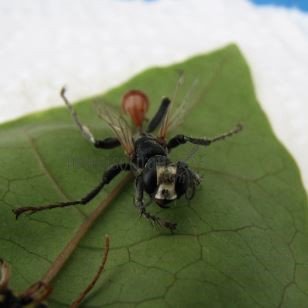 Prionyx thomae -3