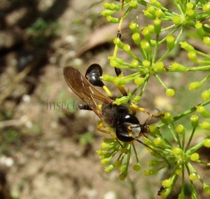 Sceliphron destillatorium-5